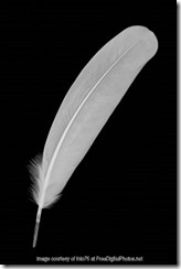 feather with credit
